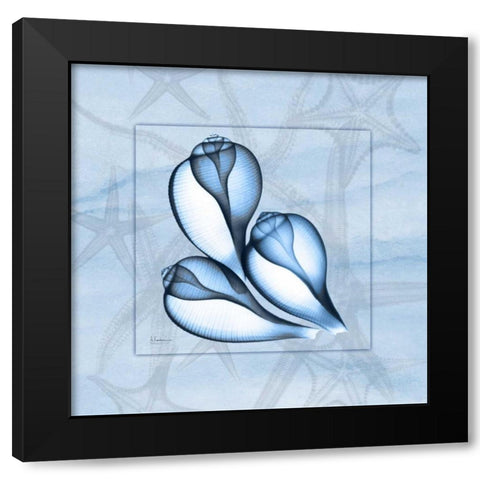 Triplet Shells on Blue Black Modern Wood Framed Art Print with Double Matting by Koetsier, Albert