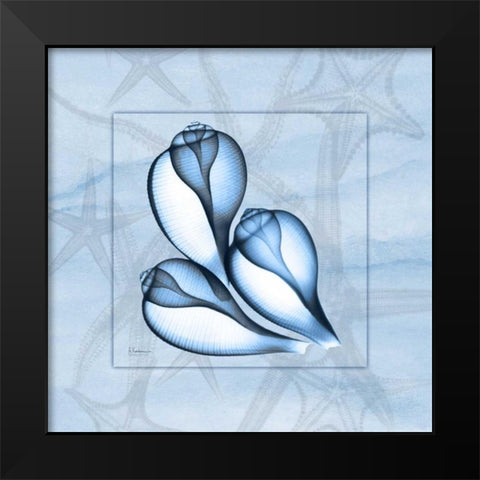 Triplet Shells on Blue Black Modern Wood Framed Art Print by Koetsier, Albert