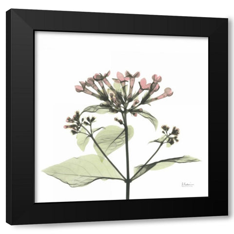 Pretty Pink Blooms Black Modern Wood Framed Art Print with Double Matting by Koetsier, Albert