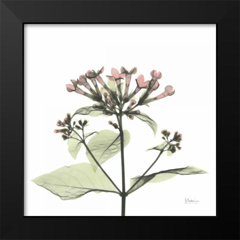 Pretty Pink Blooms Black Modern Wood Framed Art Print by Koetsier, Albert