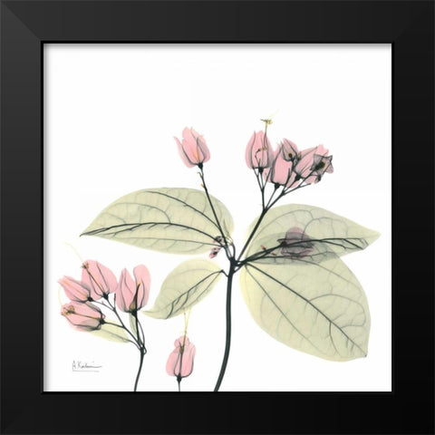 Pretty Pink Blooms 2 Black Modern Wood Framed Art Print by Koetsier, Albert