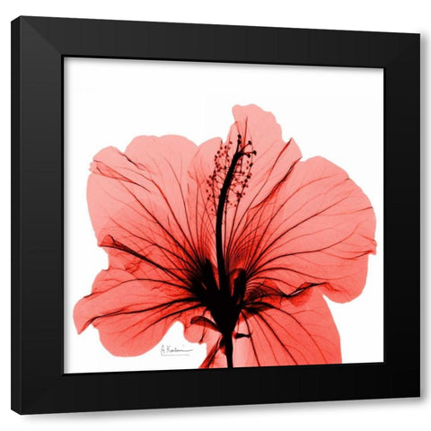 Close Up of Red Beauty Black Modern Wood Framed Art Print by Koetsier, Albert