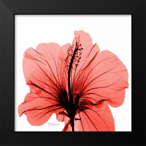 Close Up of Red Beauty Black Modern Wood Framed Art Print by Koetsier, Albert