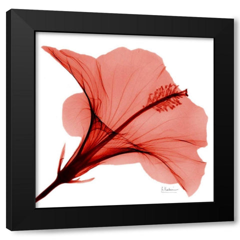 Close Up of Red Beauty 2 Black Modern Wood Framed Art Print by Koetsier, Albert