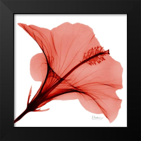 Close Up of Red Beauty 2 Black Modern Wood Framed Art Print by Koetsier, Albert