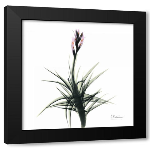 Briannas Bud Black Modern Wood Framed Art Print by Koetsier, Albert