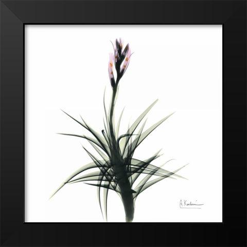 Briannas Bud Black Modern Wood Framed Art Print by Koetsier, Albert