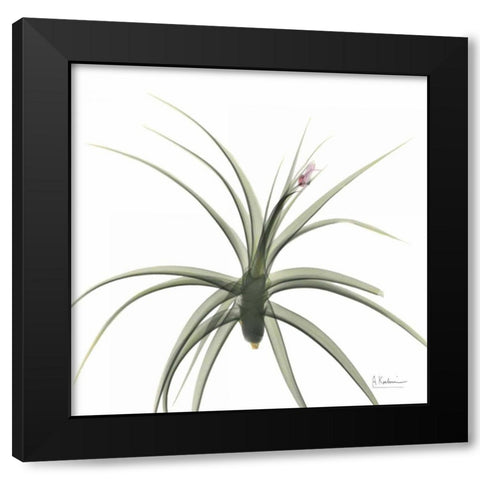 Brendas Bud Black Modern Wood Framed Art Print with Double Matting by Koetsier, Albert