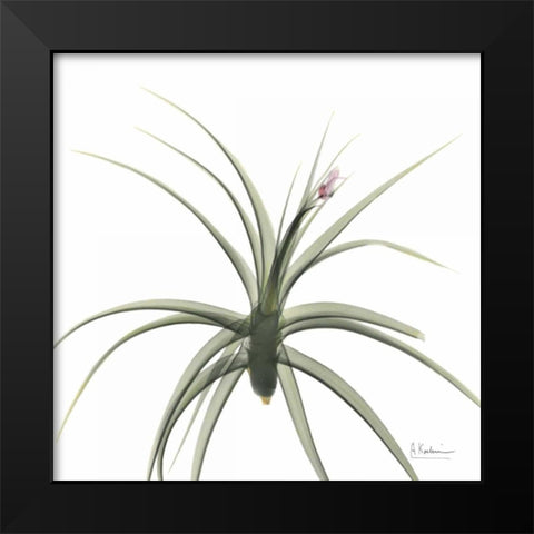 Brendas Bud Black Modern Wood Framed Art Print by Koetsier, Albert