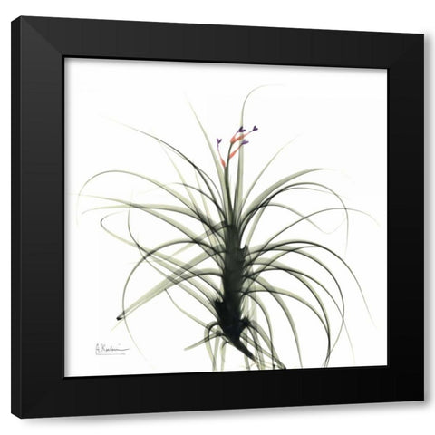 Biancas Bud Black Modern Wood Framed Art Print with Double Matting by Koetsier, Albert