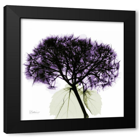 Purple Hydrangea Close up Black Modern Wood Framed Art Print with Double Matting by Koetsier, Albert