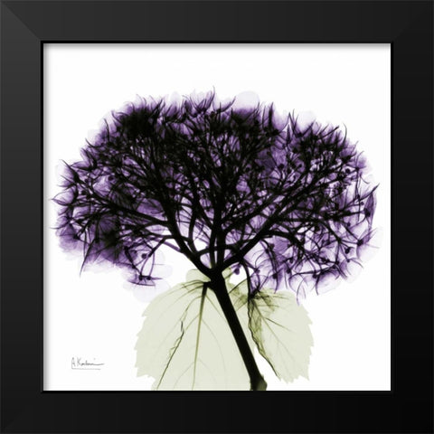 Purple Hydrangea Close up Black Modern Wood Framed Art Print by Koetsier, Albert