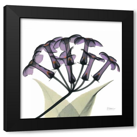 Purple Stephanotis Close up Black Modern Wood Framed Art Print by Koetsier, Albert