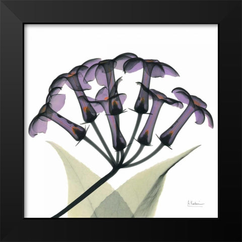 Purple Stephanotis Close up Black Modern Wood Framed Art Print by Koetsier, Albert