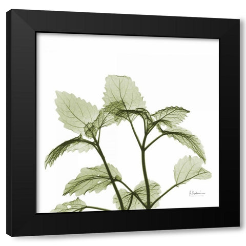 Green Leaves in Bloom Black Modern Wood Framed Art Print with Double Matting by Koetsier, Albert