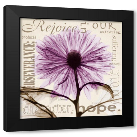 Rejoice - Violet Chrysanthemum Black Modern Wood Framed Art Print by Koetsier, Albert