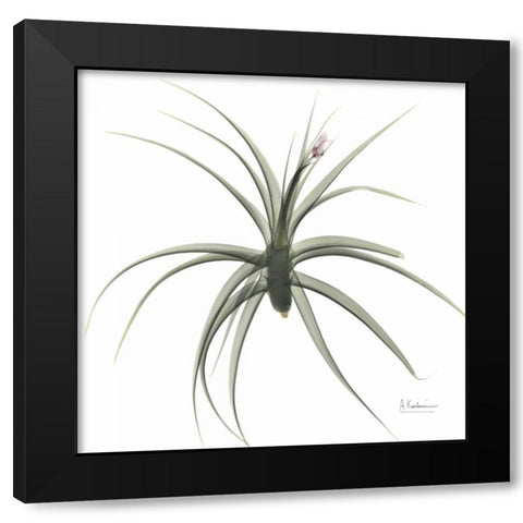 ZeroEntropyTillandsiaR51 Black Modern Wood Framed Art Print with Double Matting by Koetsier, Albert