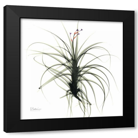 TillandsiaTOP Black Modern Wood Framed Art Print by Koetsier, Albert