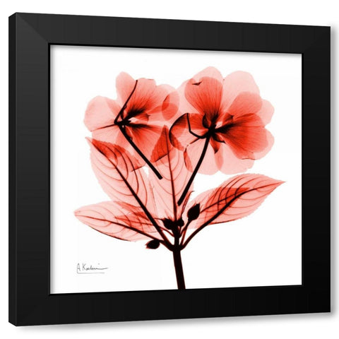 redImpatiens Black Modern Wood Framed Art Print by Koetsier, Albert