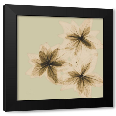 Starburst Black Modern Wood Framed Art Print with Double Matting by Koetsier, Albert