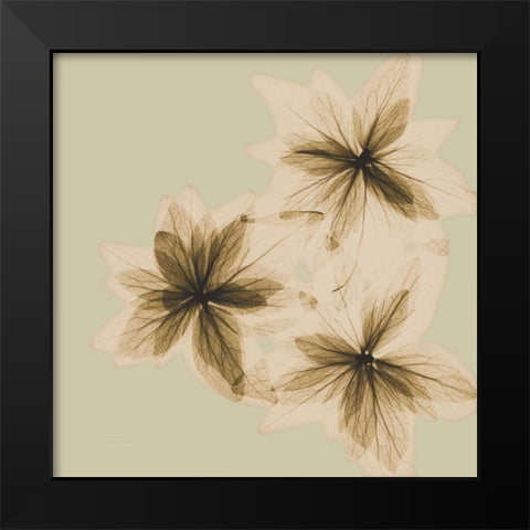 Starburst Black Modern Wood Framed Art Print by Koetsier, Albert