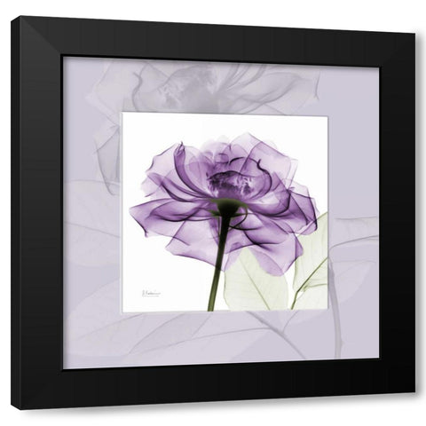 purpleRose Black Modern Wood Framed Art Print with Double Matting by Koetsier, Albert