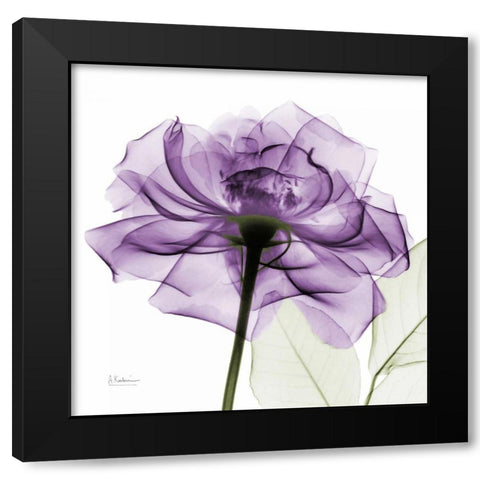 purpleRose Black Modern Wood Framed Art Print with Double Matting by Koetsier, Albert