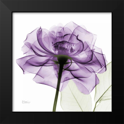 purpleRose Black Modern Wood Framed Art Print by Koetsier, Albert