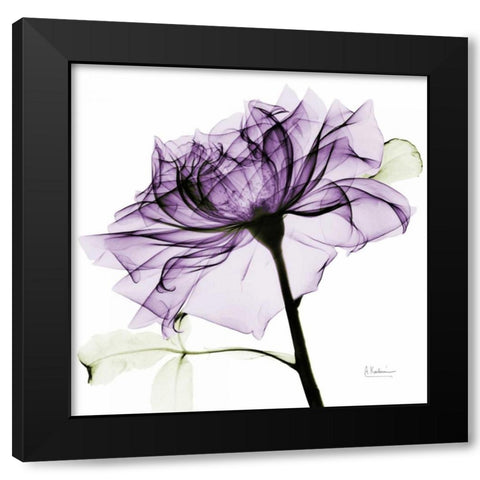 purpleRose2 Black Modern Wood Framed Art Print with Double Matting by Koetsier, Albert