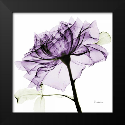 purpleRose2 Black Modern Wood Framed Art Print by Koetsier, Albert