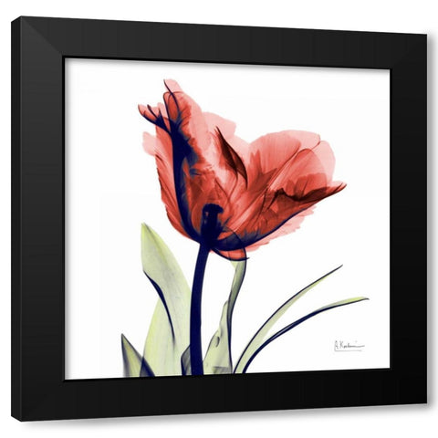 Tulip Red Black Modern Wood Framed Art Print with Double Matting by Koetsier, Albert