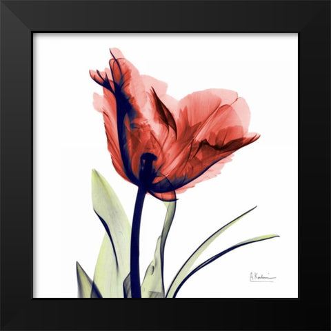 Tulip Red Black Modern Wood Framed Art Print by Koetsier, Albert