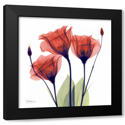 Gentian Red Black Modern Wood Framed Art Print by Koetsier, Albert