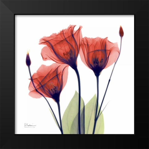 Gentian Red Black Modern Wood Framed Art Print by Koetsier, Albert