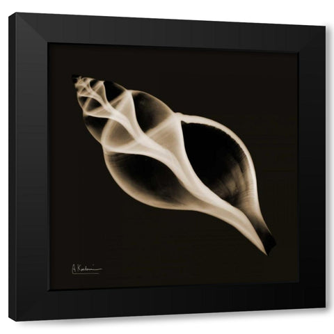 Tulip Shell_sepia Black Modern Wood Framed Art Print with Double Matting by Koetsier, Albert