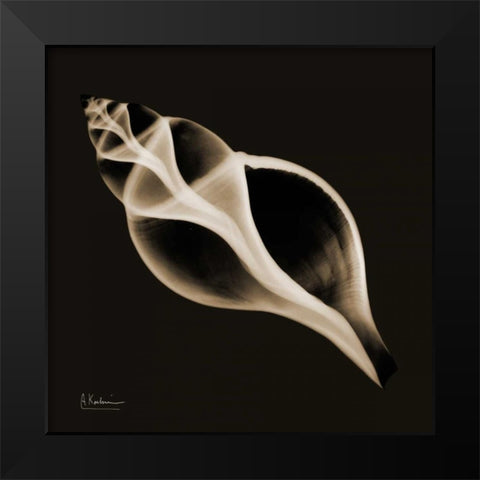Tulip Shell_sepia Black Modern Wood Framed Art Print by Koetsier, Albert