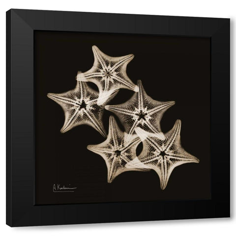 Starfish_sepia Black Modern Wood Framed Art Print by Koetsier, Albert