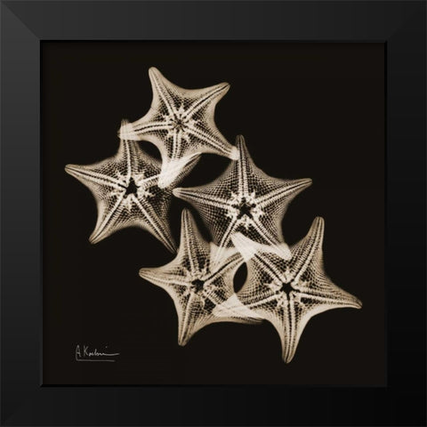 Starfish_sepia Black Modern Wood Framed Art Print by Koetsier, Albert