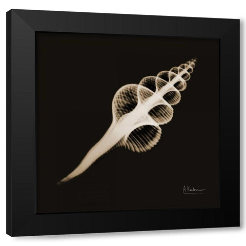 Fusinus Colus_sepia Black Modern Wood Framed Art Print by Koetsier, Albert