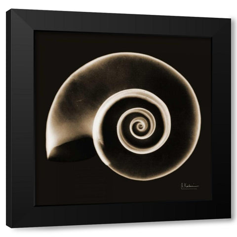 Rams horn Snail Shell Sepia Black Modern Wood Framed Art Print with Double Matting by Koetsier, Albert