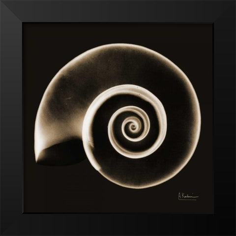 Rams horn Snail Shell Sepia Black Modern Wood Framed Art Print by Koetsier, Albert