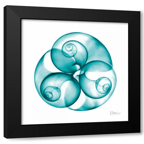 Moon snail Trio Black Modern Wood Framed Art Print with Double Matting by Koetsier, Albert