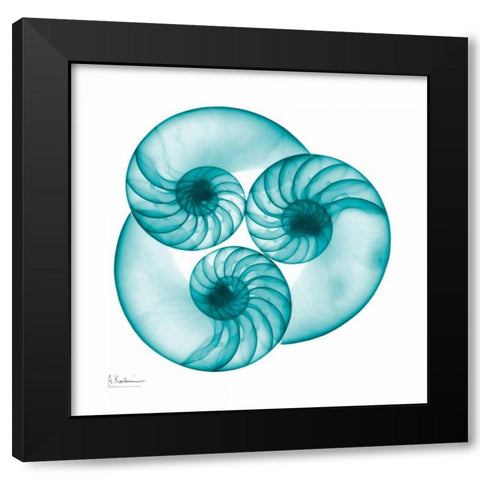 Nautilus Trio Black Modern Wood Framed Art Print with Double Matting by Koetsier, Albert