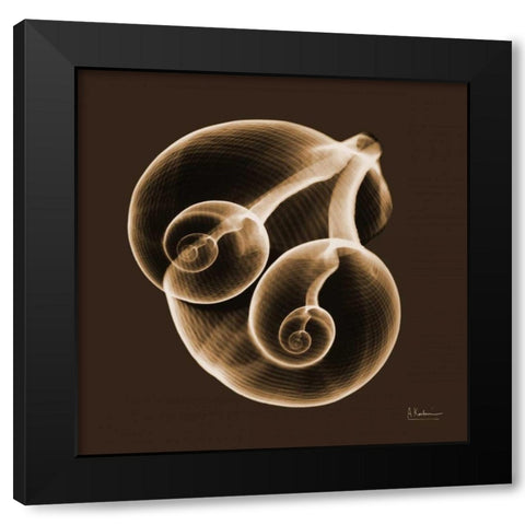 Fig Shells F140 Black Modern Wood Framed Art Print with Double Matting by Koetsier, Albert