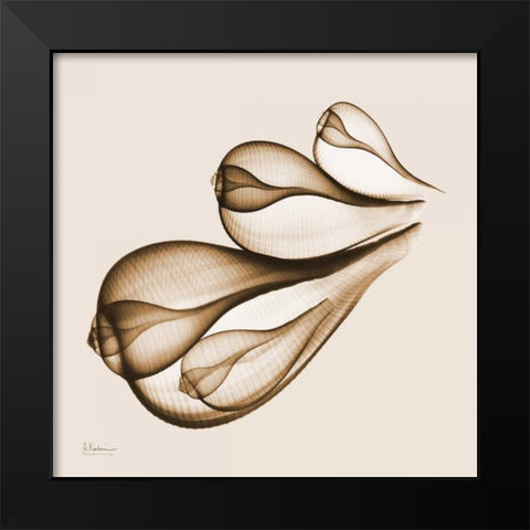 Fig Shells F124 Black Modern Wood Framed Art Print by Koetsier, Albert