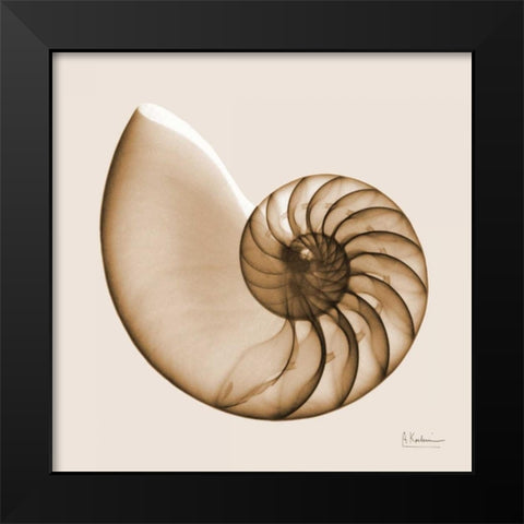 Sepia Nautilus Black Modern Wood Framed Art Print by Koetsier, Albert