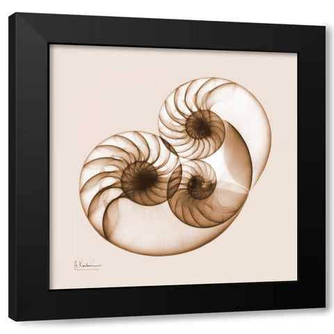 Sepia Nautilus 2 Black Modern Wood Framed Art Print with Double Matting by Koetsier, Albert