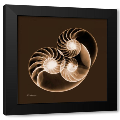 Sepia Nautilus 2 Black Modern Wood Framed Art Print with Double Matting by Koetsier, Albert