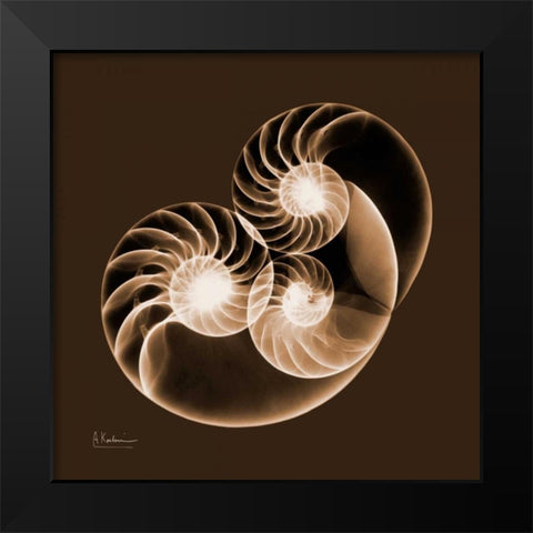 Sepia Nautilus 2 Black Modern Wood Framed Art Print by Koetsier, Albert