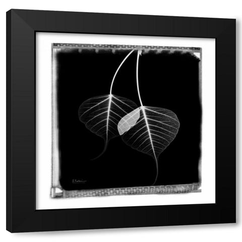 Bodhi Tree STAR Black Modern Wood Framed Art Print with Double Matting by Koetsier, Albert